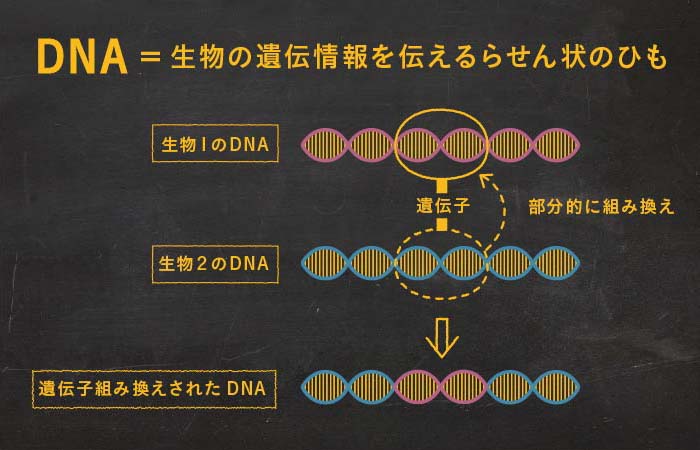 遺伝子組み換えの仕組み図